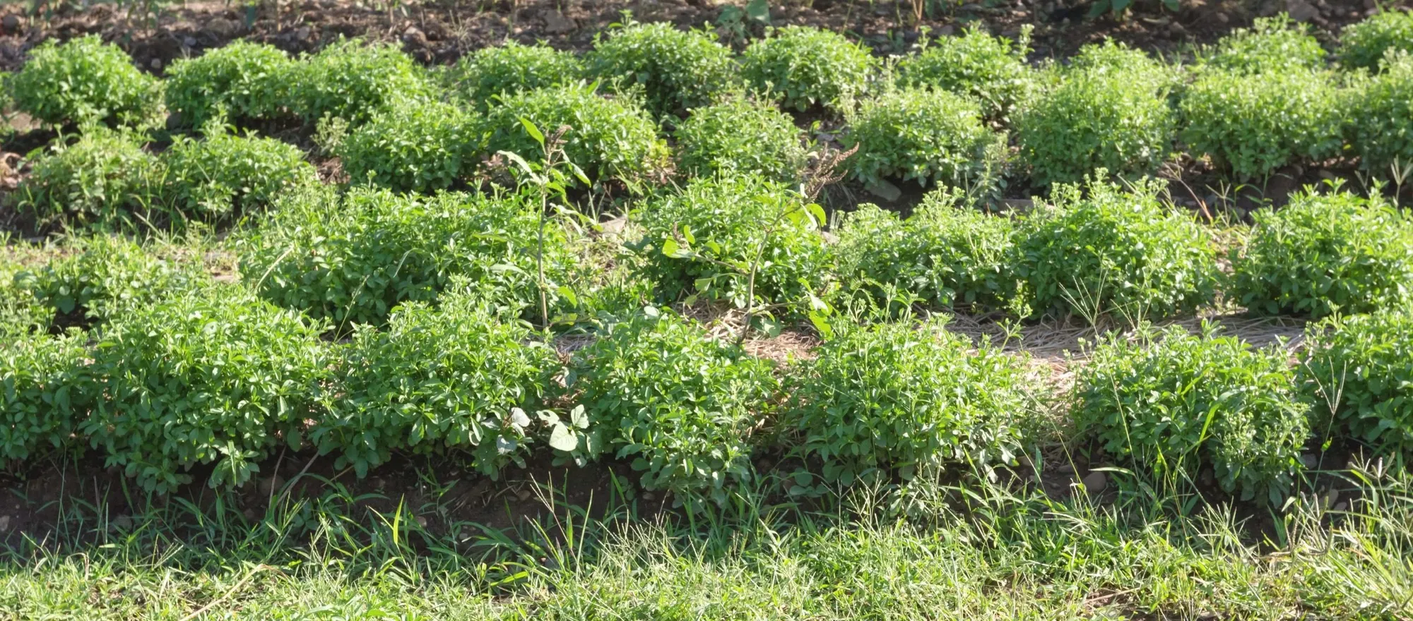 Rows of young stevia plants in the field