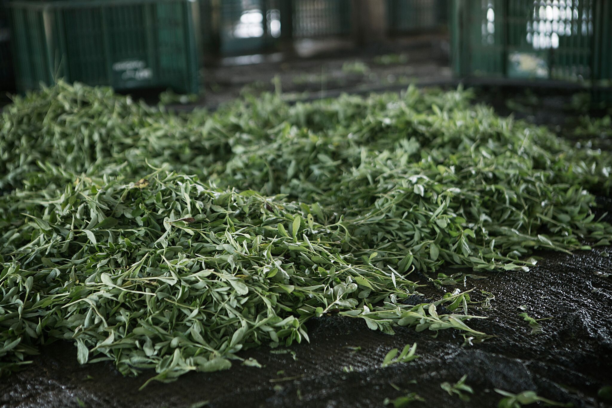 Products · Australian Stevia