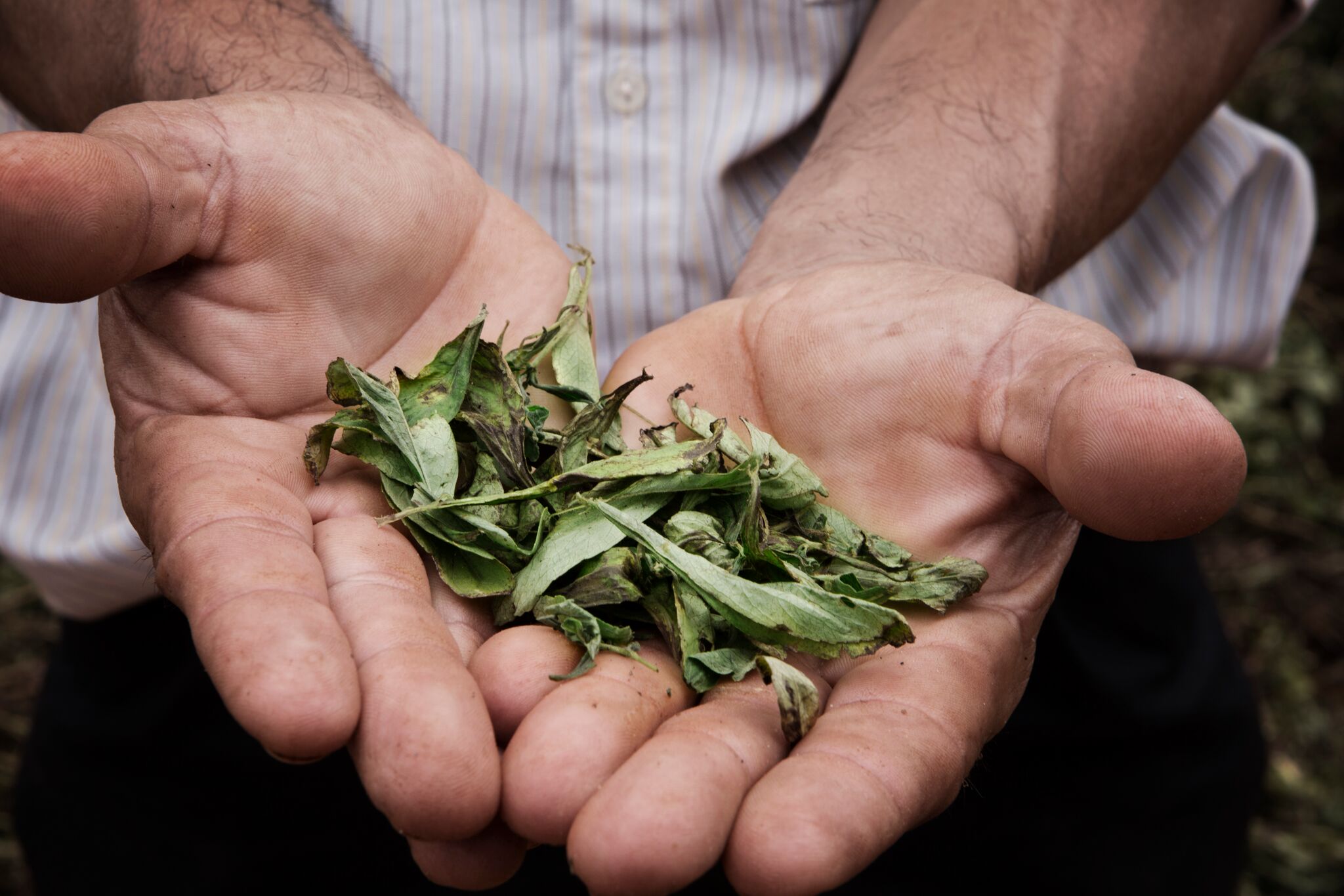 Stevia Cultivation & Processing · Australian Stevia