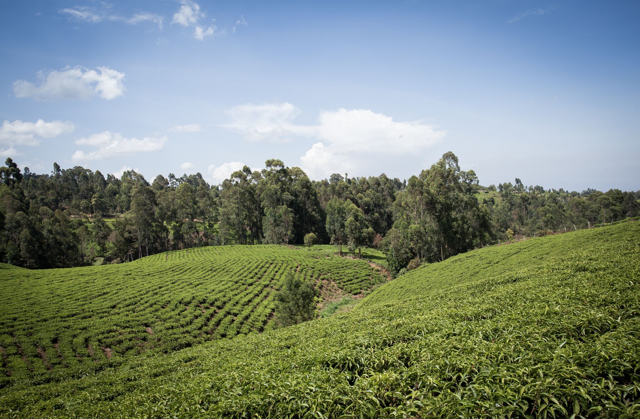 About Australian Stevia · Australian Stevia